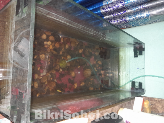 একুরিয়াম সেটাপ